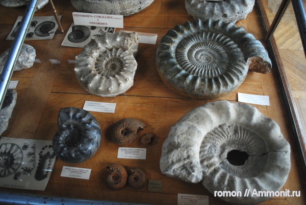 аммониты, музеи, Euaspidoceras, Perisphinctes, Ammonites