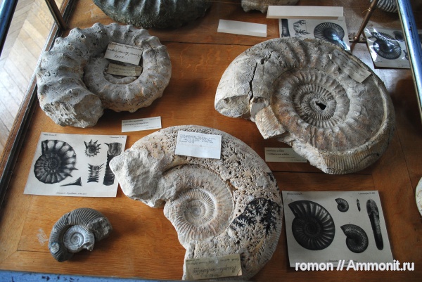 аммониты, музеи, Perisphinctes, Ammonites, Aspidoceras, Lithacoceras