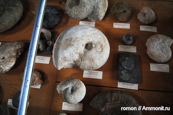 аммониты, Kosmoceras, музеи, Macrocephalites, Ammonites
