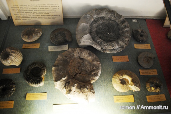аммониты, музеи, Ammonites