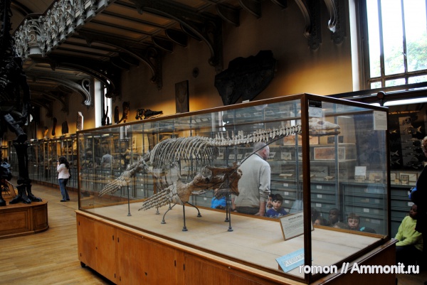 плезиозавры, музеи
