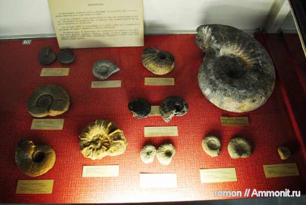 аммониты, музеи, Ammonites
