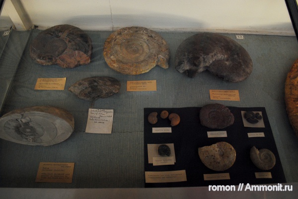 аммониты, музеи, Ammonites, MNHN