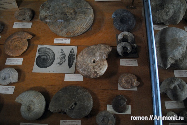 аммониты, музеи, байос, ушки, Ammonites, Microconchs, MNHN, Strigoceras, Strigoceratidae, lappets, Bajocian