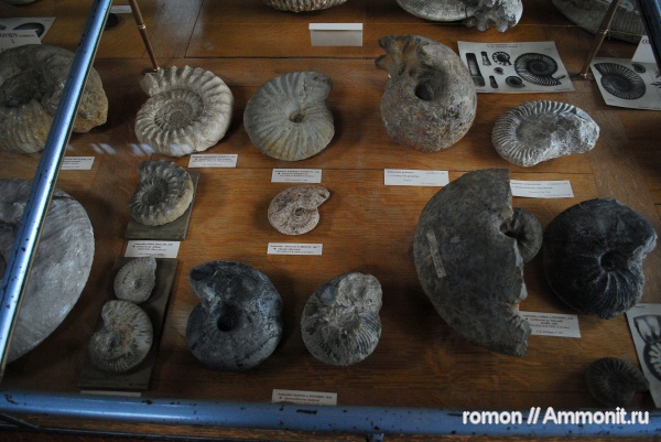 аммониты, Cardioceras, музеи, Ammonites, Oppelia, MNHN