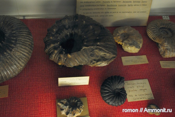 аммониты, музеи, Douvilleiceras, Ammonites, Heinzia, MNHN