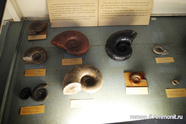 аммониты, музеи, Ammonites, Lytoceras, MNHN