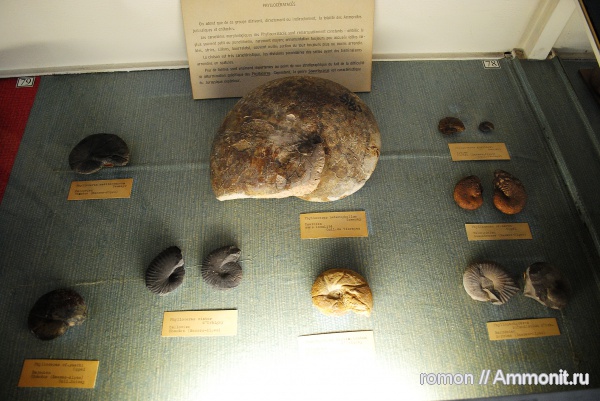 аммониты, музеи, Ammonites, Phylloceras, Phyllopachyceras, MNHN