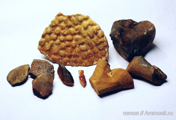 девон, Devonian, плакодермы, бесчелюстные рыбы, Ptyctodus