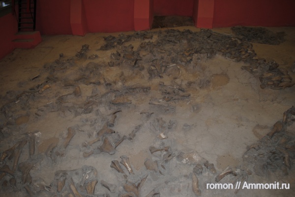 мамонты, кайнозой, четвертичный период, Музей «Костенки»