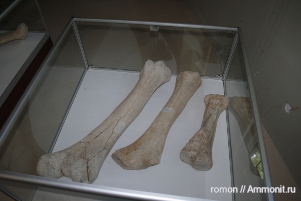 мамонты, кайнозой, четвертичный период, Музей «Костенки»