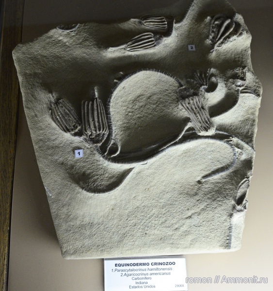 музеи, криноидеи, Geominero, Parascytalocrinus, Agaricocrinus