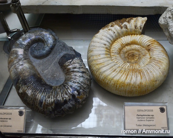 аммониты, музеи, Perisphinctes, Geominero
