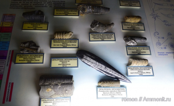моллюски, ортоцерасы, силур, музеи, Geominero