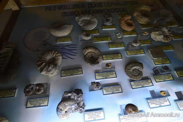 аммониты, моллюски, музеи, Geominero