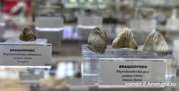 брахиоподы, юра, музеи, rhynchonelloidea goyi