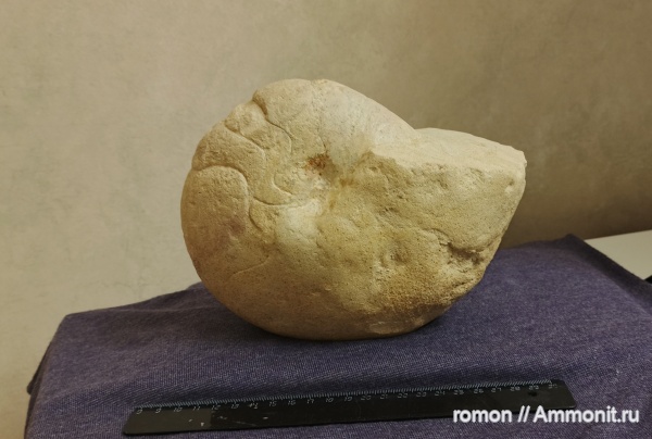 наутилусы, Крым, Hercoglossa