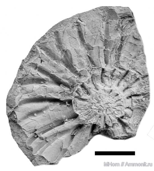 аммониты, волжский ярус, Городищи, Acuticostites, Ammonites, Volgian