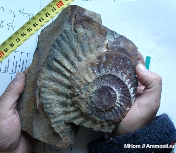 аммониты, волжский ярус, Taimyrosphinctes, Шпицберген, Ammonites, Volgian