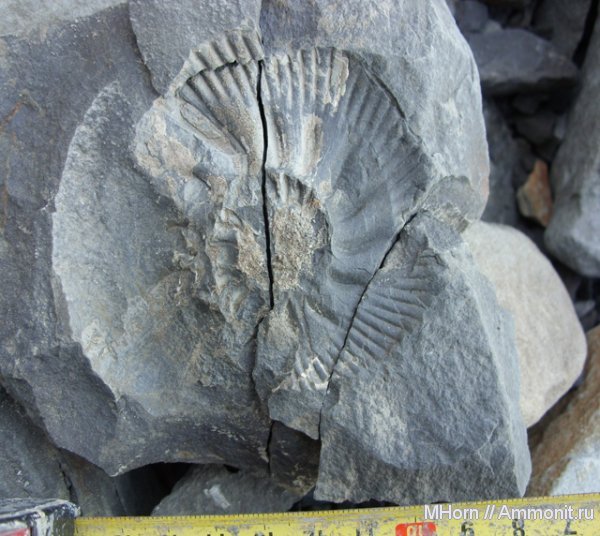 аммониты, мел, Якутия, рязанский ярус, Borealites, Ammonites, Borealites constans, Cretaceous