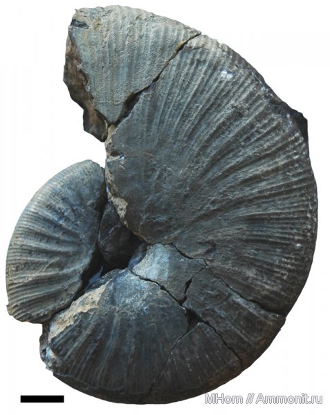 аммониты, оксфорд, Якутия, Чекуровка, Ammonites, Pseudophylloceras, Oxfordian