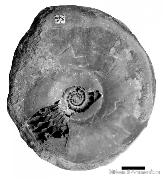 аммониты, Kachpurites, волжский ярус, Ярославская область, Kachpurites subfulgens, Ammonites, Volgian
