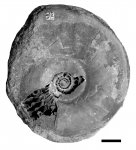 Type ammonites