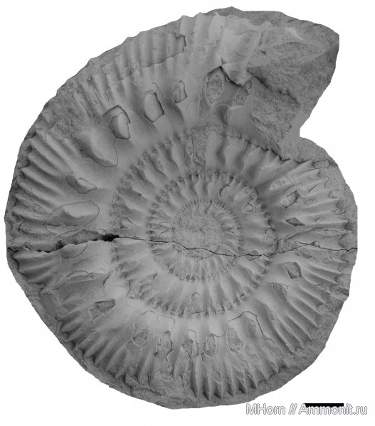 кимеридж, Zenostephanus, Aulacostephanidae, Zenostephanus sachsi, Kimmeridgian, Upper Jurassic