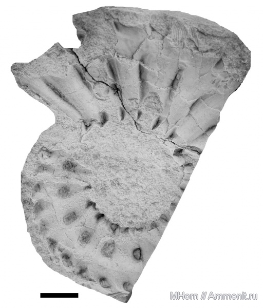кимеридж, Шпицберген, Hoplocardioceras decipiens, Hoplocardioceras, Kimmeridgian, Upper Jurassic