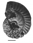 Ochetoceras (Pseudochetoceras) hispidum (Oppel)