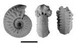 Amoeboceras tuberculatoalternans (Nikitin,1878)