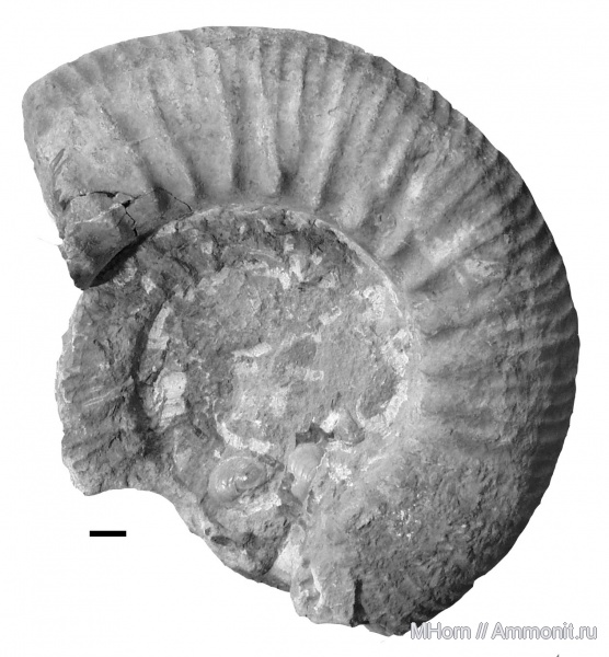 кимеридж, Aulacostephanidae, Sarygulia, Sarygulia pischmae, Kimmeridgian, Upper Jurassic