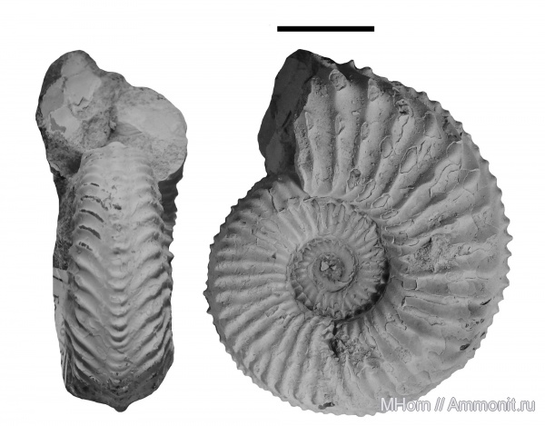 кимеридж, р. Левая Боярка, Plasmatites, Plasmatites crenulatus, Kimmeridgian, Upper Jurassic