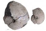 Amoeboceras (Prionodoceras) sp.