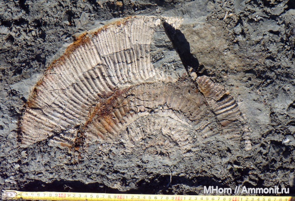 Virgatites, волжский ярус, Virgatitidae, Кировская область, Лойно