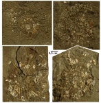 Устрята на раковинах Dorsoplanites panderi