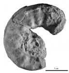 Euaspidoceras из Янышарской бухты