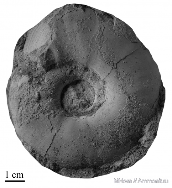 Craspedites, Кашпир, верхневолжский подъярус