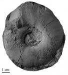 Craspedites (Craspedites) okensis (d'Orbigny)