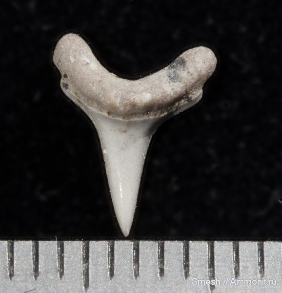 зубы акул, ?, Варавино, Anomotodon, Mitsukurinidae, Scapanorhynchus, shark teeth
