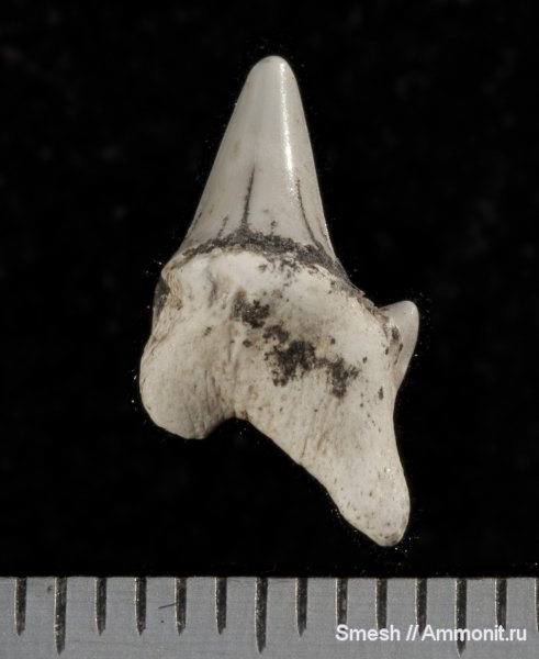 зубы акул, ?, Варавино, shark teeth