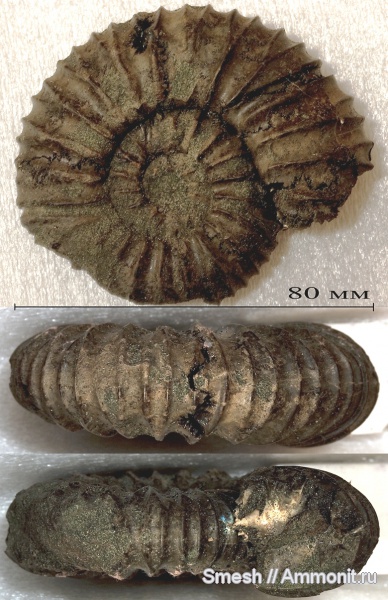 аммониты, Virgatites, Еганово, Virgatites pallasianus, ?, Ammonites