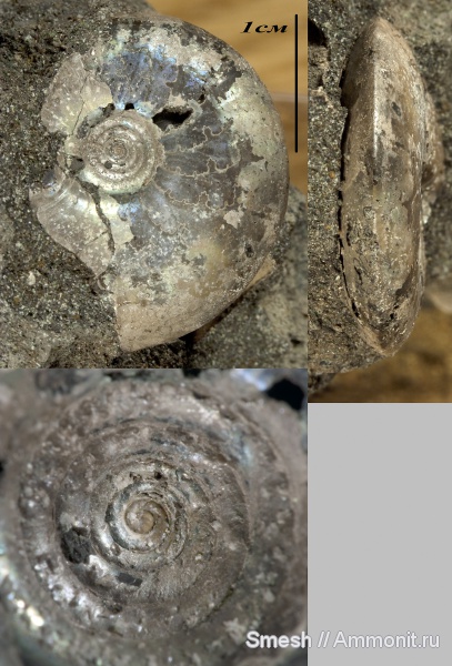 аммониты, Garniericeras, Еганово, Garniericeras catenulatum, Ammonites, протоконх, лопастные линии, зона Craspedites subditus, аммонителла, ammonitella