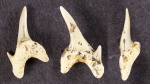 Зуб №18 с фотографии "Акульи зубы, набор 2"