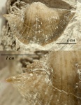 Прижизненное повреждение на створке раковины Brachythyrina kleini