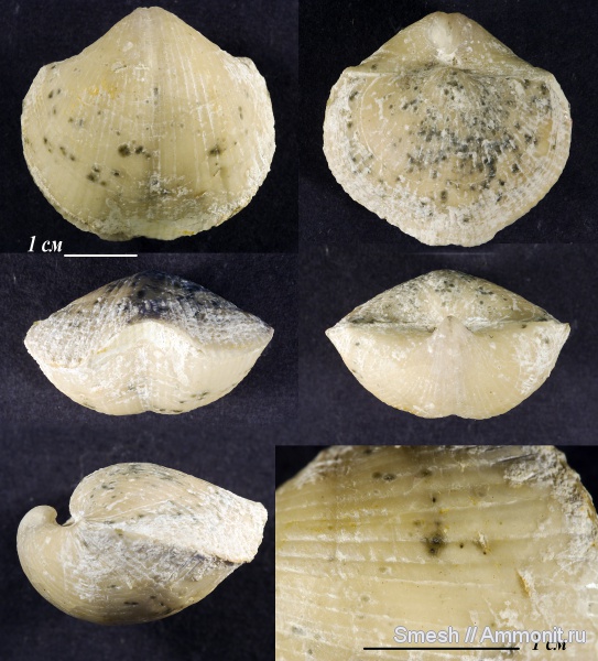 брахиоподы, карбон, Choristites, средний карбон, Spiriferida, Choristites sowerbyi