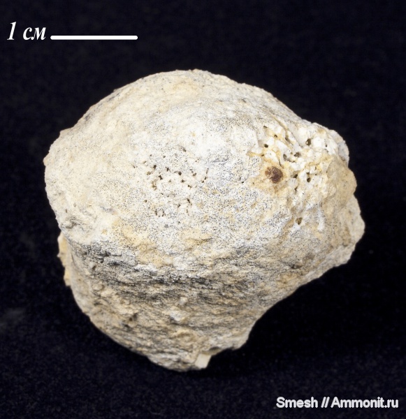карбон, губки, Гжель, Pemmatites, Pemmatites macroporus