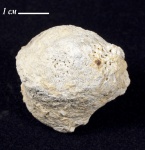 Каменноугольная губка Pemmatites macroporus
