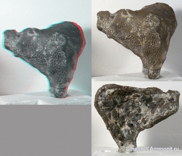 мел, губки, Саратов, Саратовская область, 3D-изображения, Spongia, Cretaceous