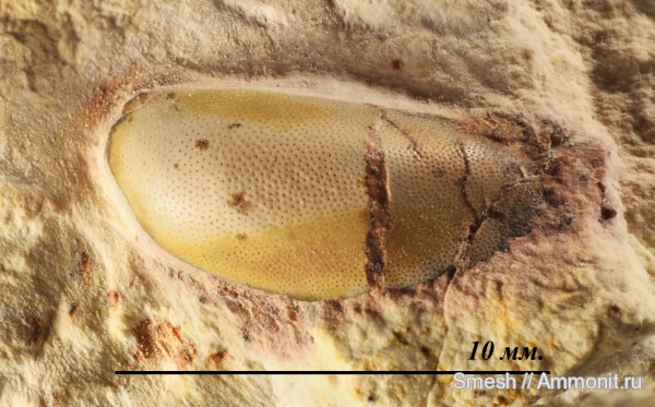 Cochliodontiformes, Menaspiformes, Sandalodus, sandalodus minor